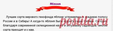 Яблоня - Сады Сибири