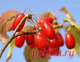История кизила. Кизил - витаминный рай