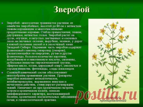 Зверобой - лечебные свойства