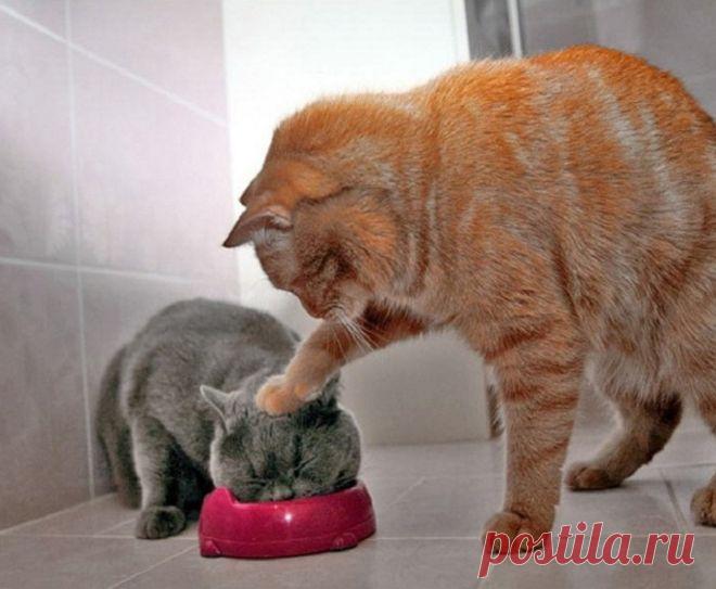 30 фото котов, сделанных в самый подходящий момент