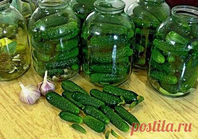 Огурцы 