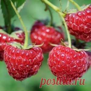 Малина ведрами — как удается получать такой урожай?