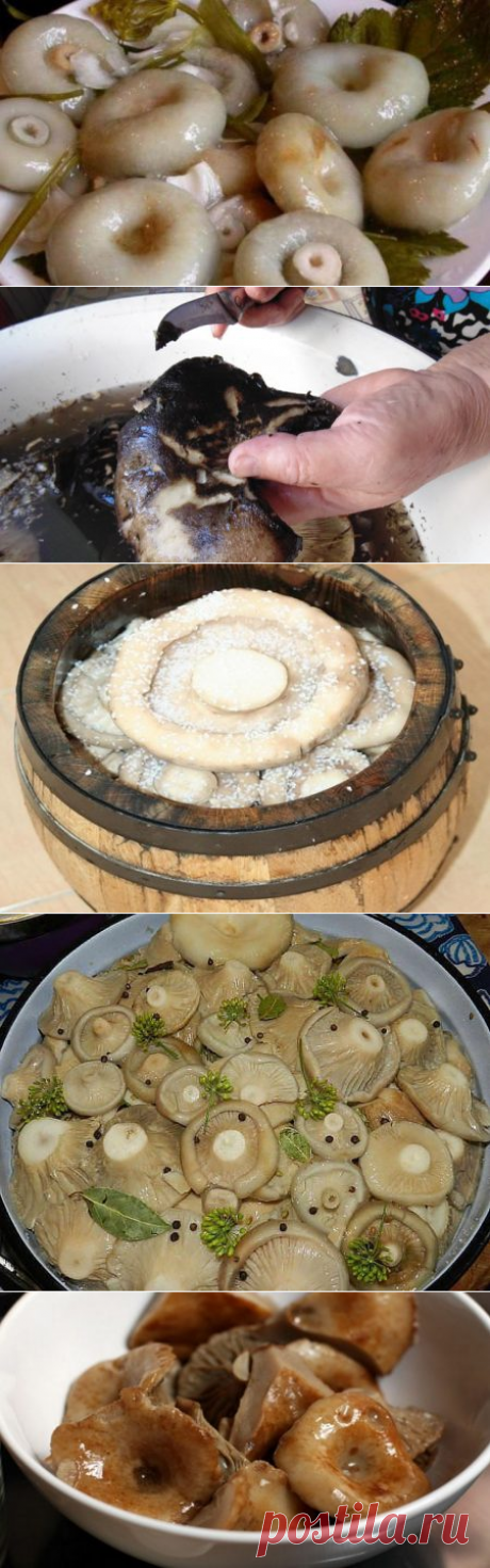 Как засолить грузди чтобы были белые хрустящими и ароматные