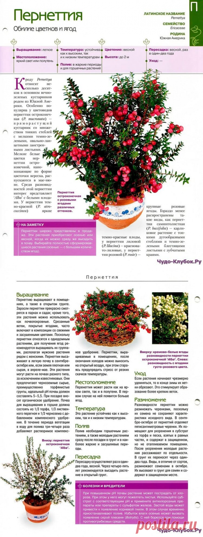 Пернеттия * Переделки.РуПеределки.Ру