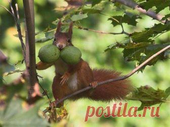 1535290797_sciurus_6.jpg (680×511)