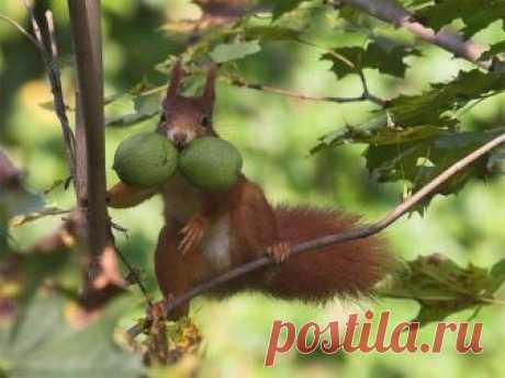 1535290797_sciurus_6.jpg (680×511)