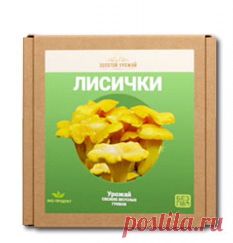 НАРОДНОЕ МНЕНИЕ: ГРИБНОЕ ХОЗЯЙСТВО ПРИНОСИТ ДОХОД КРУГЛЫЙ ГОД