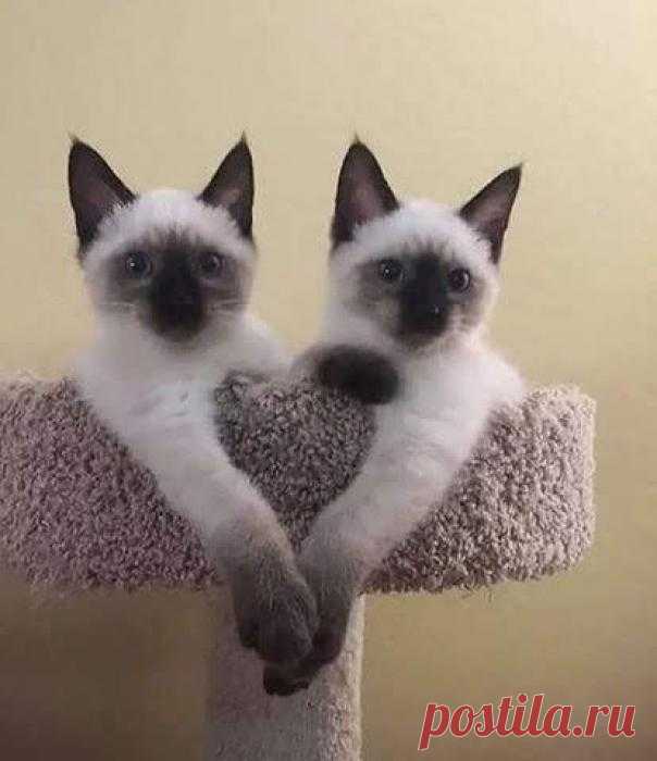 Сиамские близнецы