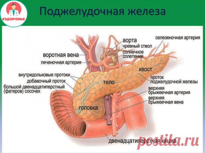 Как вылечить поджелудочную железу | #ЗДОРОВЬЕ | Яндекс Дзен