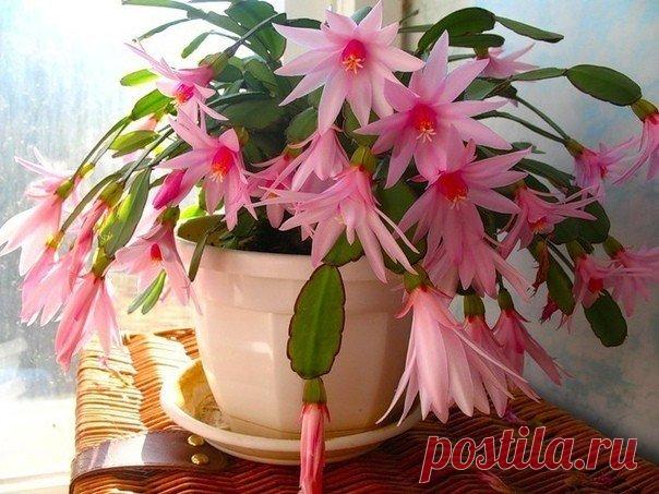 ВСЕГО СЕМЬ ПРИЕМОВ, ЧТОБЫ КОМНАТНЫЕ ЦВЕТЫ РОСЛИ КАК НА ДРОЖЖАХ Возьмите на замутку! При выборе комнатного растения мы всегда обращаем внимание на внешний вид листьев и цветов, форму. Но каждое растение имеет свою индивидуальную энергетику, влияя на состояние человека. Красивое комнатное растение — это, прежде всего правильный уход и условия содержания. Даже небольшие погрешности в уходе могут привести к появлению коричневых сухих пятен или высыханию кончиков или краев листьев. Уход за…