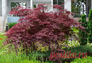 Декоративные клёны в саду: какие виды и сорта стоит выращивать — Ботаничка