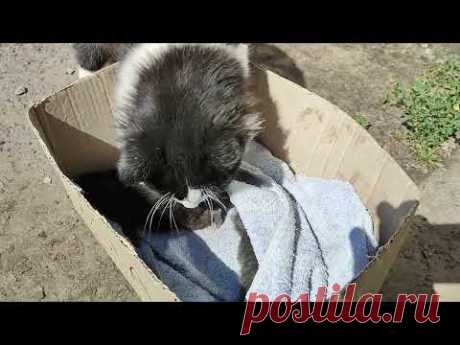 все жильцы приюта пришли посмотреть на подброшенных котят
