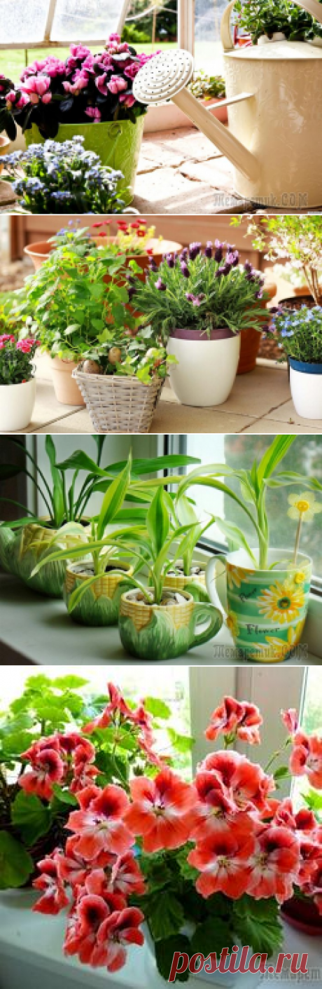 Подкормку комнатных цветов делать дрожжами полезно и просто в приготовлении