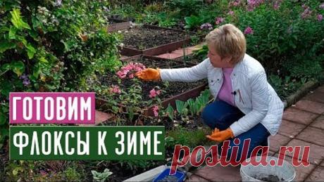 ФЛОКСЫ 🌸 Обрезаем, подкармливаем, готовим к зиме / Садовый гид