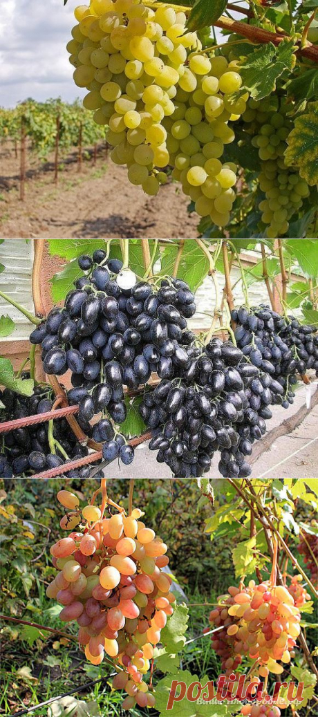 ФОРМИРОВАНИЕ ВИНОГРАДНОЙ ЛОЗЫ