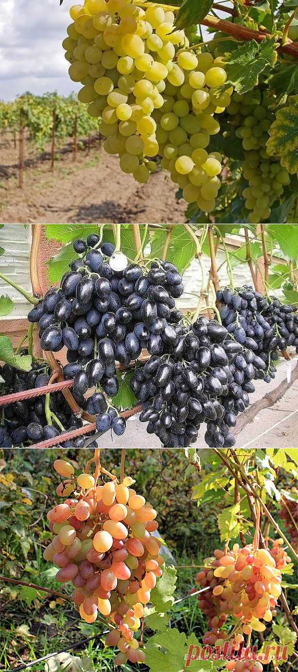 ФОРМИРОВАНИЕ ВИНОГРАДНОЙ ЛОЗЫ