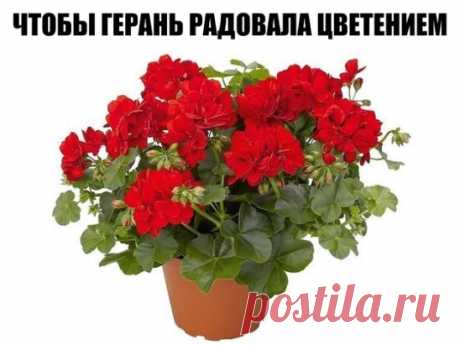 ЧТОБЫ ГЕРАНЬ ВСЕГДА РАДОВАЛА ЦВЕТЕНИЕМ, НУЖНА 1 КАПЛЯ ЙОДА!
Очень хорошей подкормкой является йодовая вода: 1 каплю йода растворить в 1 литре воды и полить 50-ю мл этого состава по стенкам горшка. Не переборщите, чтобы корни не сжечь!
После такого полива герань непрерывно и шикарно цветет!
Если желтеют листья, причины могут быть в следующем:
- если у листьев сохнут только края — причиной является недостаток влаги;
- если листья вялые или загнивают — причина в избытке влаги.
В обоих случаях