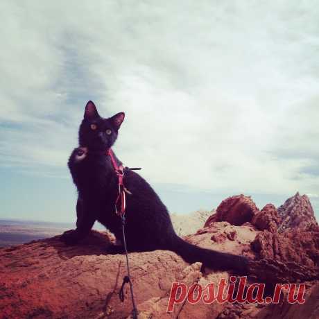 Милли - кошка-скалолаз из штата Юта, США