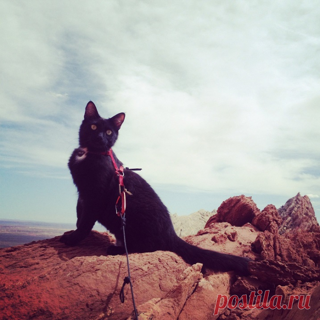 Милли - кошка-скалолаз из штата Юта, США