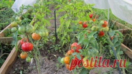 Сосед дал 2 ценных совета, и теперь даже не знаю куда девать помидоры! | Твоя Дача | Дзен