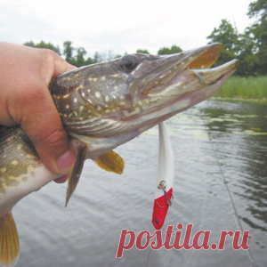 Щука-травянка - МирТесен
