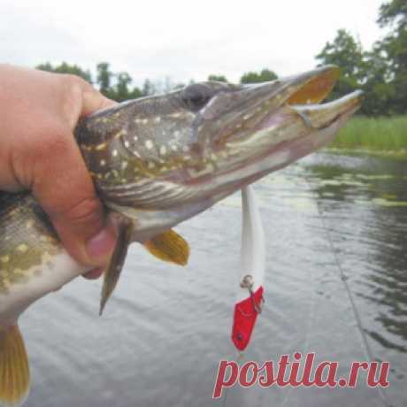 Щука-травянка - МирТесен