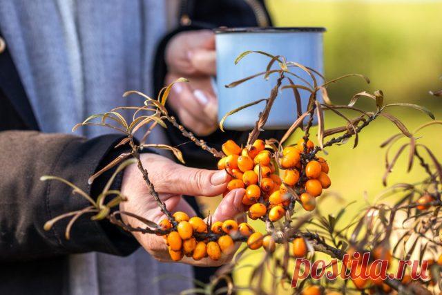 Универсальное лекарство облепиха — золотая ягода!