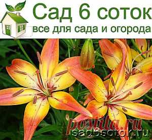Лилии – выращивание и уход в саду