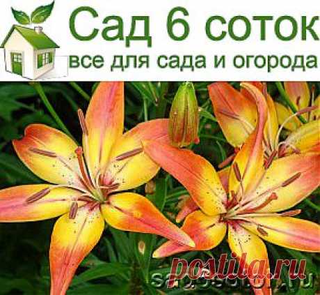 Лилии – выращивание и уход в саду