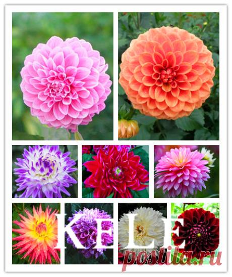 Семена Pompon
US $0.08 - 0.14 / lot
#AliExpress #freeshiping
