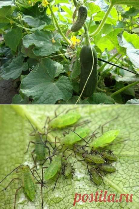 (12) Одноклассники