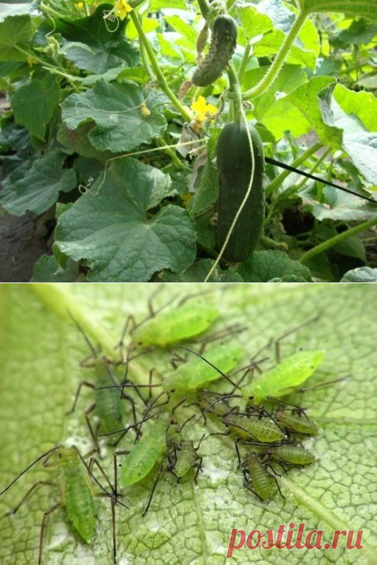 (12) Одноклассники