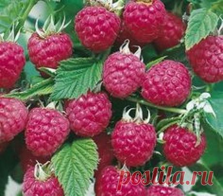 Pinterest • Всемирный каталог идей