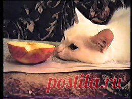 Видео в рубрике: "Наши домашние животные"