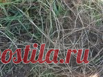 Лечебные корни растений