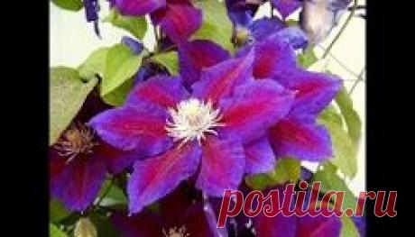 клематисы видео - 21 тыс. результатов. Поиск Mail.Ru