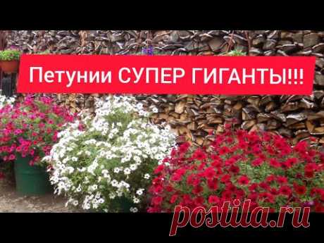 Пора сеять петунью!