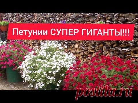 Пора сеять петунью!