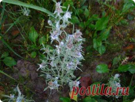 Сушеница топяная: полезные свойства и применение