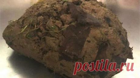 ЛЮДИ УВИДЕЛИ НА ОБОЧИНЕ ДОРОГИ ОБЫЧНЫЙ КОМОК ГРЯЗИ, НО ВДРУГ ОН ВНЕЗАПНО ЧИХНУЛ — Лап-Ушки.com — любимые животные