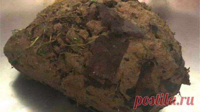 ЛЮДИ УВИДЕЛИ НА ОБОЧИНЕ ДОРОГИ ОБЫЧНЫЙ КОМОК ГРЯЗИ, НО ВДРУГ ОН ВНЕЗАПНО ЧИХНУЛ — Лап-Ушки.com — любимые животные