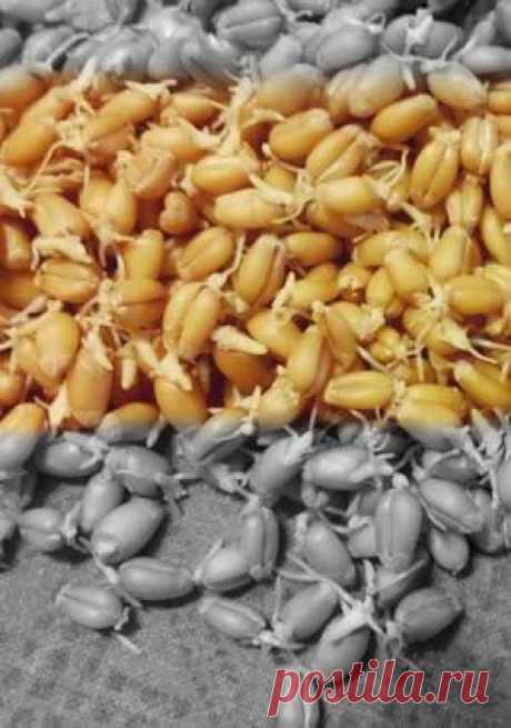 Хрущевские будни, или Как в домашних условиях приготовить настоящий кукурузный виски