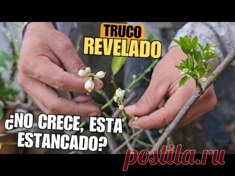 ¿TU CÍTRICO NO CRECE NI FLORECE? 🌿🌼 Prueba este truco para impulsar el crecimiento y Floración