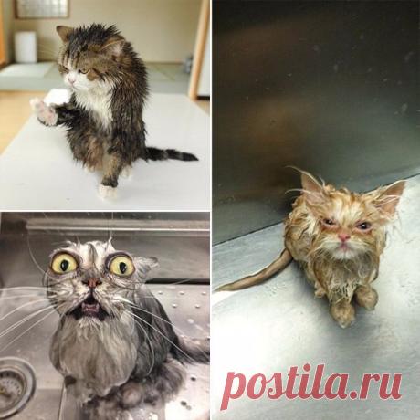 Идеи для жизни