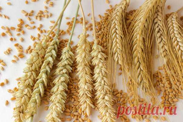 Брага из кукурузы, риса и другого зерна, из крахмала: приготовление в домашних условиях