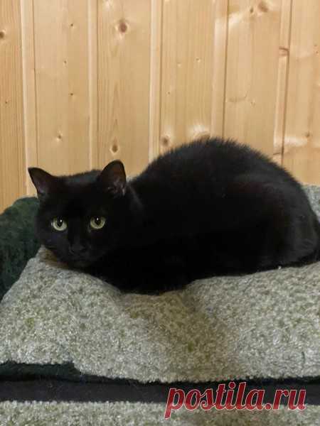 Изысканная красавица кошка Шери в добрые руки. Москва и МО – 