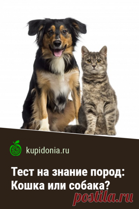 Тест на знание пород: Кошка или собака?. Наш развлекательный тест о породах кошек и собак проверит ваши знания. Попробуйте правильно угадать, чью породу мы загадали в каждом вопросе!