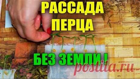 ВЫРАЩИВАНИЕ РАССАДЫ ПЕРЦА БЕЗ ЗЕМЛИ НА БУМАГЕ!