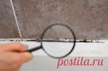 Растёт в сосудах. Биолог Зорина рассказала, чем опасна чёрная плесень - ПолонСил.ру - социальная сеть здоровья - Медиаплатформа МирТесен После того, как новогодний стол освобождён от остатков оливье и произведена лёгкая уборка, имеет смысл более пристально взглянуть на своё жилище. Длинные праздники дают возможность навести порядок в закутках, до которых обычно у нас руки не доходят. Например, поискать, не притаилась ли в доме - 9 января - 43430087594 - Медиаплатформа МирТесен