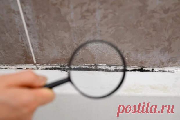 Растёт в сосудах. Биолог Зорина рассказала, чем опасна чёрная плесень - ПолонСил.ру - социальная сеть здоровья - Медиаплатформа МирТесен После того, как новогодний стол освобождён от остатков оливье и произведена лёгкая уборка, имеет смысл более пристально взглянуть на своё жилище. Длинные праздники дают возможность навести порядок в закутках, до которых обычно у нас руки не доходят. Например, поискать, не притаилась ли в доме - 9 января - 43430087594 - Медиаплатформа МирТесен